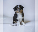 Small Photo #1 Miniature Australian Shepherd Puppy For Sale in OCTAVIA, OK, USA