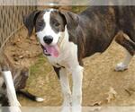 Small Labrador Retriever-Plott Hound Mix