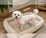 Small Maltipoo (Miniature)
