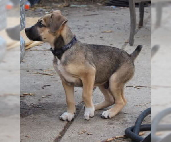 Medium Photo #12 Boxer-Unknown Mix Puppy For Sale in Clinton , MI, USA