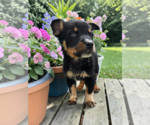 Small #2 Mutt