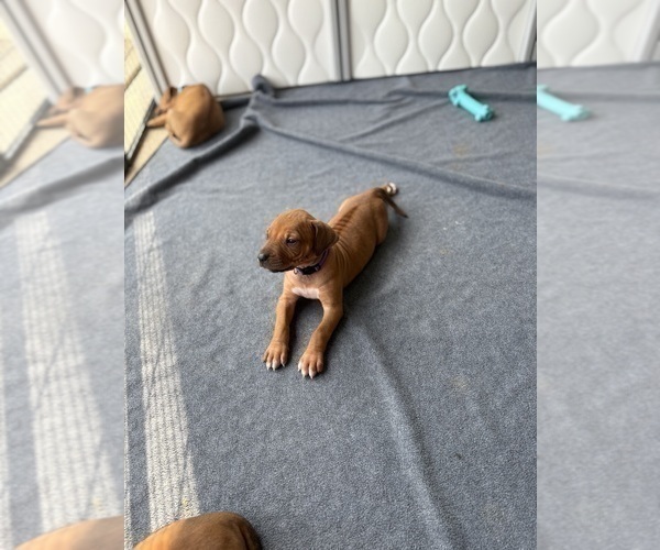Medium Photo #23 Rhodesian Ridgeback Puppy For Sale in GARRETSON, SD, USA