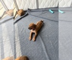 Small #22 Rhodesian Ridgeback