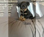 Small Photo #1 Rottweiler Puppy For Sale in ARDMORE, OK, USA