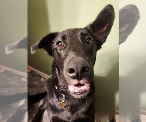 Labrador Retriever-Unknown Mix Dogs for adoption in Sandy, UT, USA