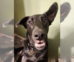 Small Labrador Retriever Mix