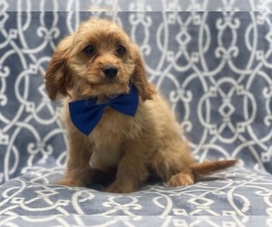Cavapoo Puppy for sale in LAKELAND, FL, USA