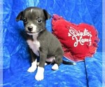 Small Photo #4 Chihuahua Puppy For Sale in GROVESPRING, MO, USA