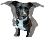 Small #18 American Staffordshire Terrier Mix