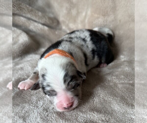 Medium Photo #4 Australian Shepherd Puppy For Sale in HENRICO, VA, USA