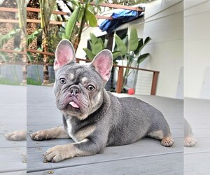 French Bulldog Puppy for sale in MESA, AZ, USA