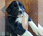 Small #1 F2 Aussiedoodle