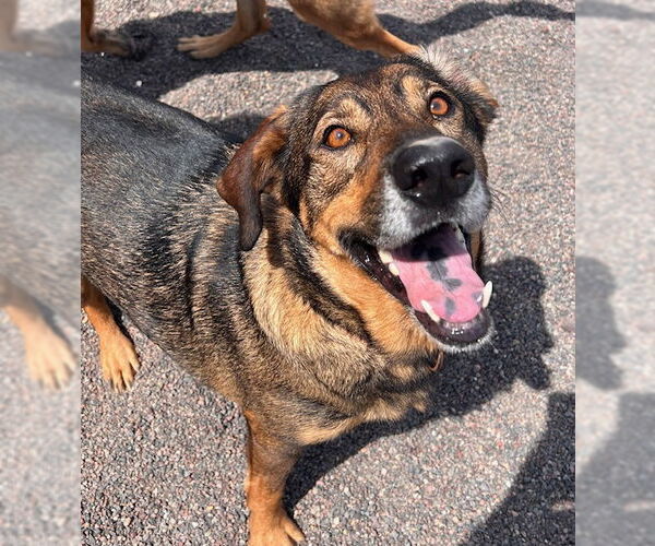 Medium Photo #6 German Shepherd Dog-Unknown Mix Puppy For Sale in Webster, WI, USA