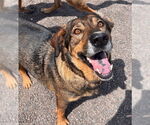 Small #5 German Shepherd Dog Mix