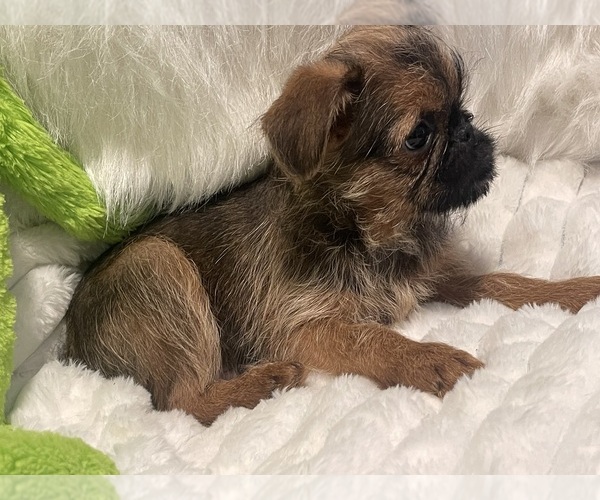 Medium Photo #2 Brussels Griffon Puppy For Sale in LEXINGTON, VA, USA