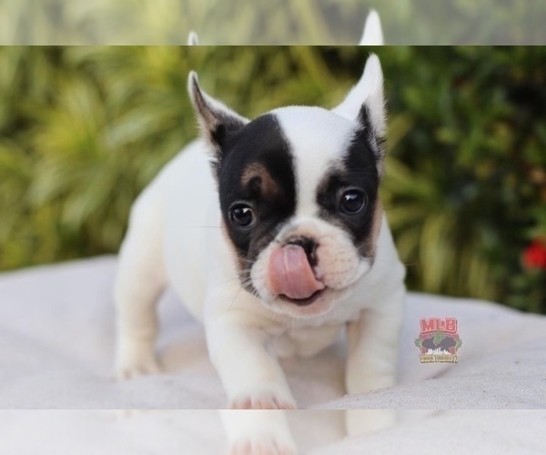 Medium Photo #3 French Bulldog Puppy For Sale in POMPANO BEACH, FL, USA