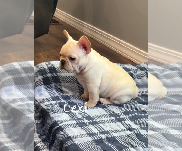 Medium Photo #4 French Bulldog Puppy For Sale in WILLIAMSVILLE, MO, USA