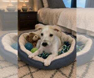 Labrador Retriever-Unknown Mix Dogs for adoption in Globe, AZ, USA