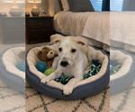 Small Labrador Retriever Mix