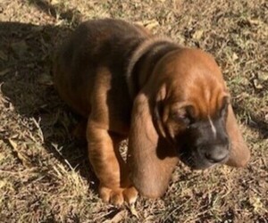 Basset Hound Puppy for sale in BRIDGEPORT, TX, USA