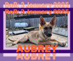 Small #9 German Shepherd Dog Mix