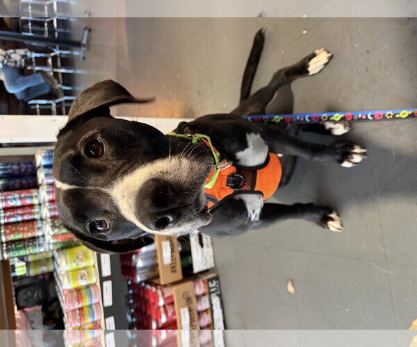 Medium Photo #1 Labrador Retriever-Unknown Mix Puppy For Sale in Holly Springs, NC, USA