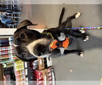 Toby - Male Labrador Retriever-Unknown Mix Dog for Adoption - Small photo