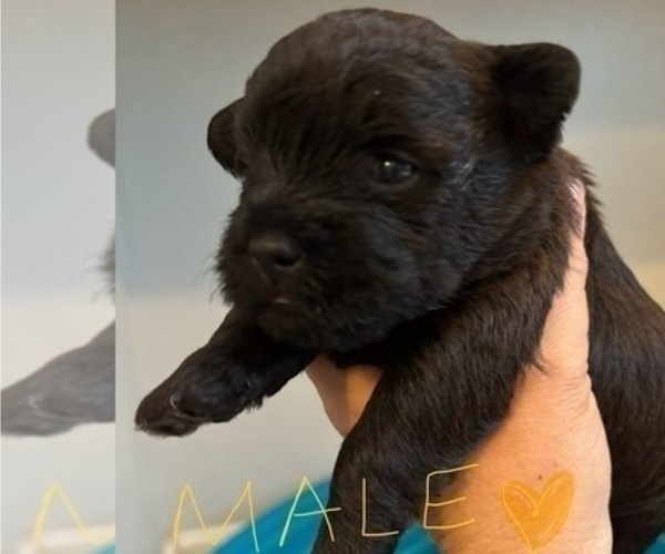Medium Photo #36 Poocan Puppy For Sale in FAIR OAKS, CA, USA