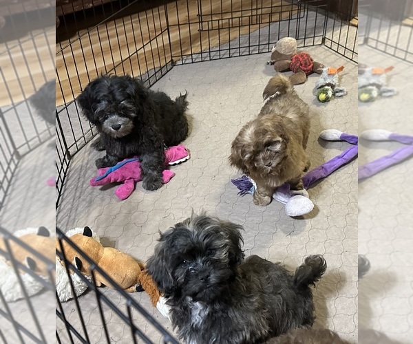 Medium Photo #2 ShihPoo Puppy For Sale in GLOUCESTER, VA, USA