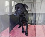 Small #4 Labrador Retriever Mix