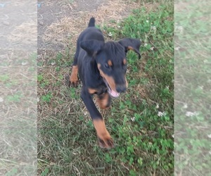Doodleman Pinscher Dog for Adoption in GOSHEN, Indiana USA