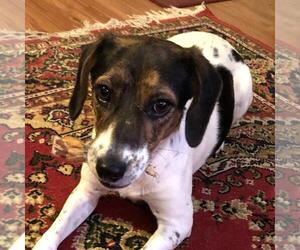 Jack-A-Bee Dogs for adoption in Yardley, PA, USA