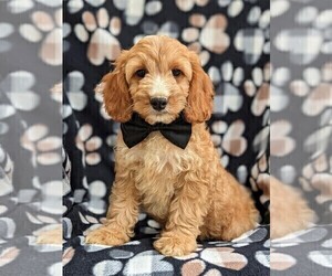 Cocker Spaniel-Poodle (Miniature) Mix Puppy for sale in NEW HOLLAND, PA, USA