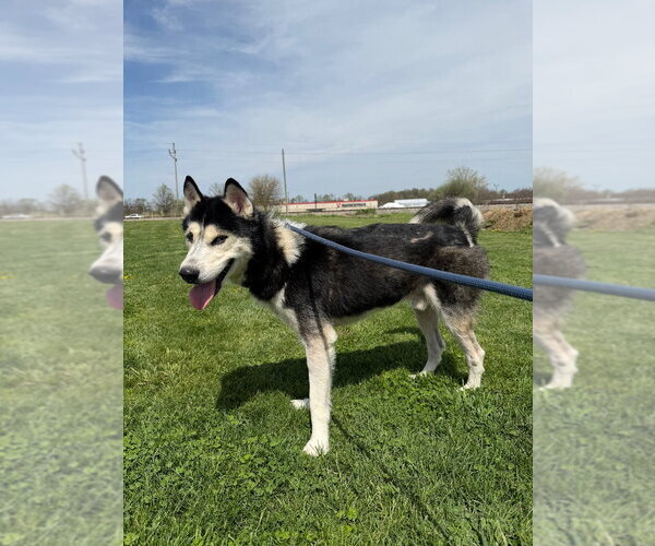 Medium Photo #3 Siberian Husky Puppy For Sale in Pierceton , IN, USA