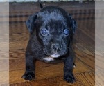 Puppy Puppy 5 American Staffordshire Terrier