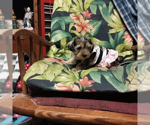 Medium Photo #1 Yorkiepoo mix (+ Poodle Toy) Puppy For Sale in FAIRBANKS, AK, USA