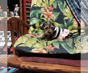 Yorkiepoo mix (+ Poodle Toy) Puppy for sale in FAIRBANKS, AK, USA
