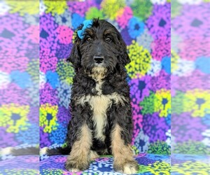 Bernedoodle-Poodle (Standard) Mix Puppy for sale in CHRISTIANA, PA, USA