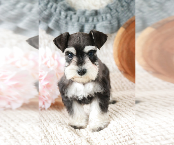 Medium Photo #8 Schnauzer (Miniature) Puppy For Sale in SYRACUSE, IN, USA