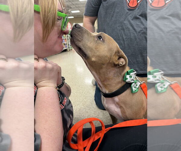 Medium Photo #1 American Staffordshire Terrier-Unknown Mix Puppy For Sale in Wenonah, NJ, USA