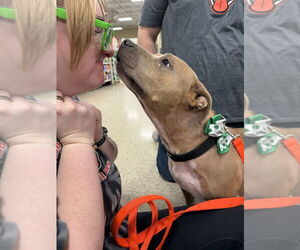 American Staffordshire Terrier-Unknown Mix Dogs for adoption in Wenonah, NJ, USA