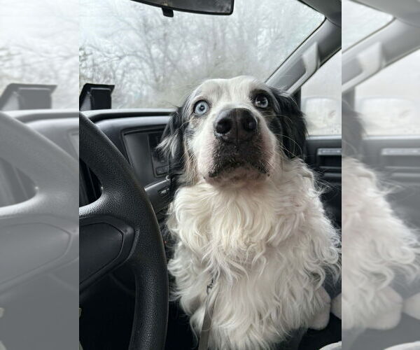 Medium Photo #1 Australian Shepherd Puppy For Sale in Aurora, IN, USA