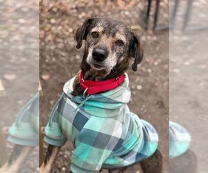 Mutt Dogs for adoption in Elmsford, NY, USA