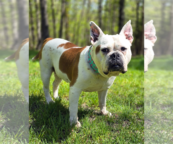 Medium Photo #3 Bulldog Puppy For Sale in Westminster, MA, USA