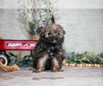 Small Photo #9 Shiranian Puppy For Sale in SHILOH, OH, USA