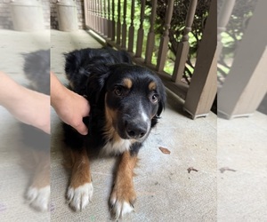 Father of the Miniature Australian Shepherd puppies born on 08/27/2025