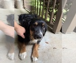 Small Photo #1 Miniature Australian Shepherd Puppy For Sale in BLOOMINGTON, IN, USA