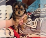 Small Photo #2 Shorkie Tzu Puppy For Sale in SCOTTSDALE, AZ, USA