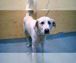 Small Great Pyrenees Mix
