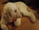 Small Photo #1 Goldendoodle Puppy For Sale in GLENDALE, AZ, USA
